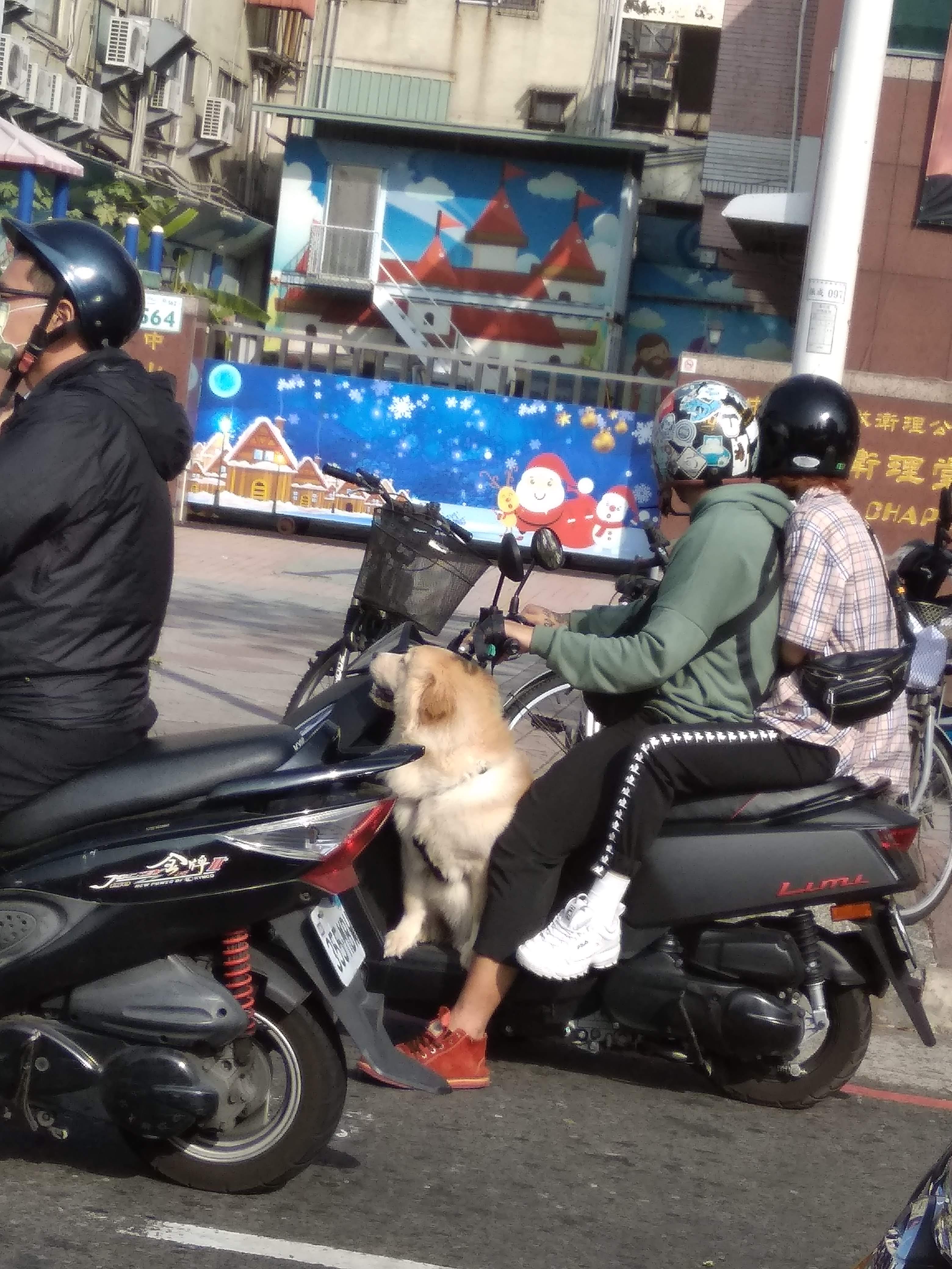 金毛乘车