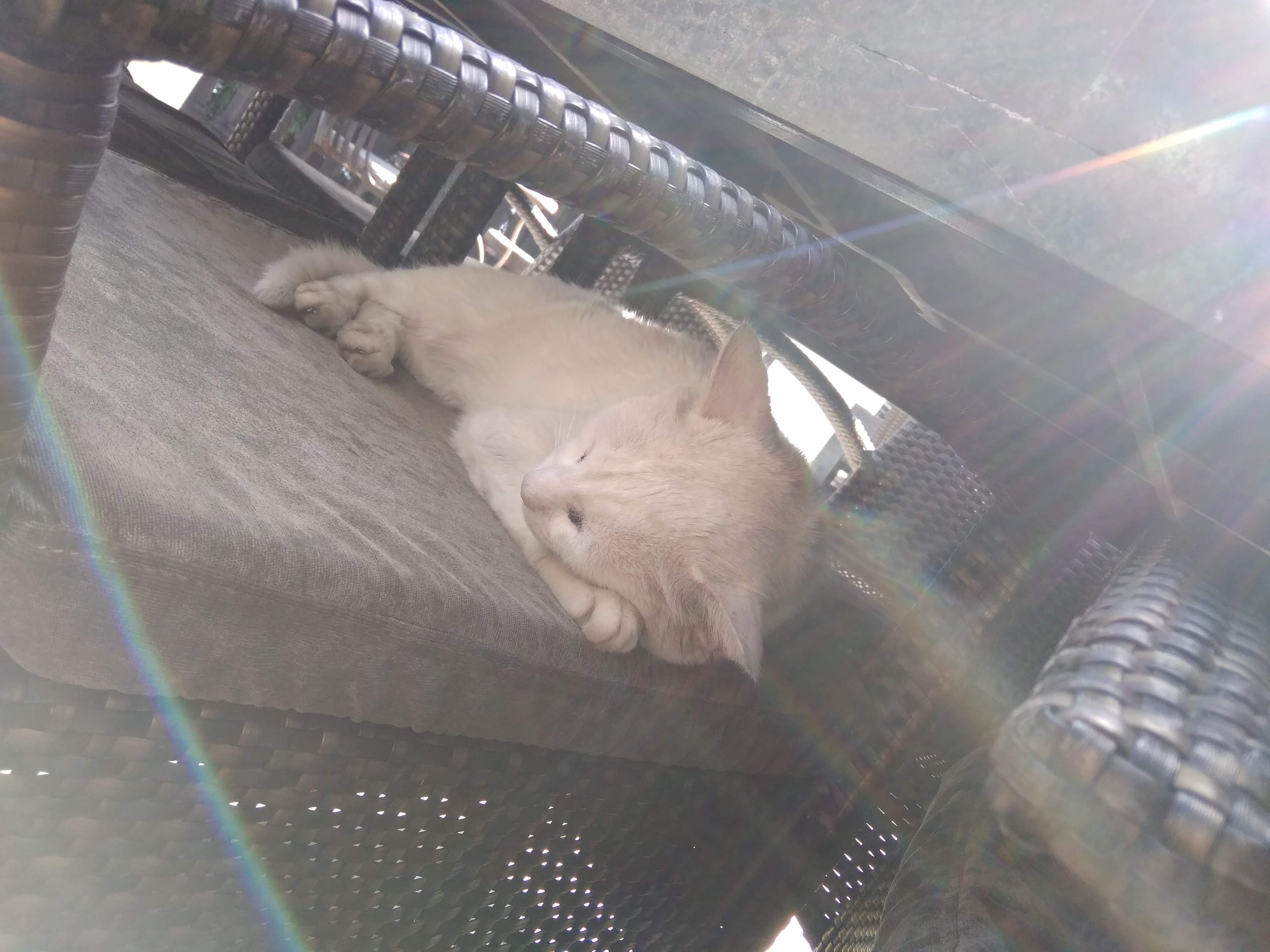 暖阳下的猫